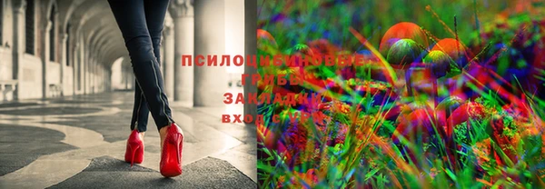 хмурый Аркадак