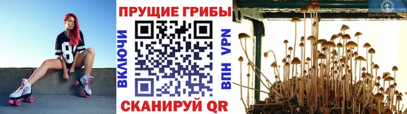 Псилоцибиновые грибы GOLDEN TEACHER  ссылка на мегу вход  Фрязино 